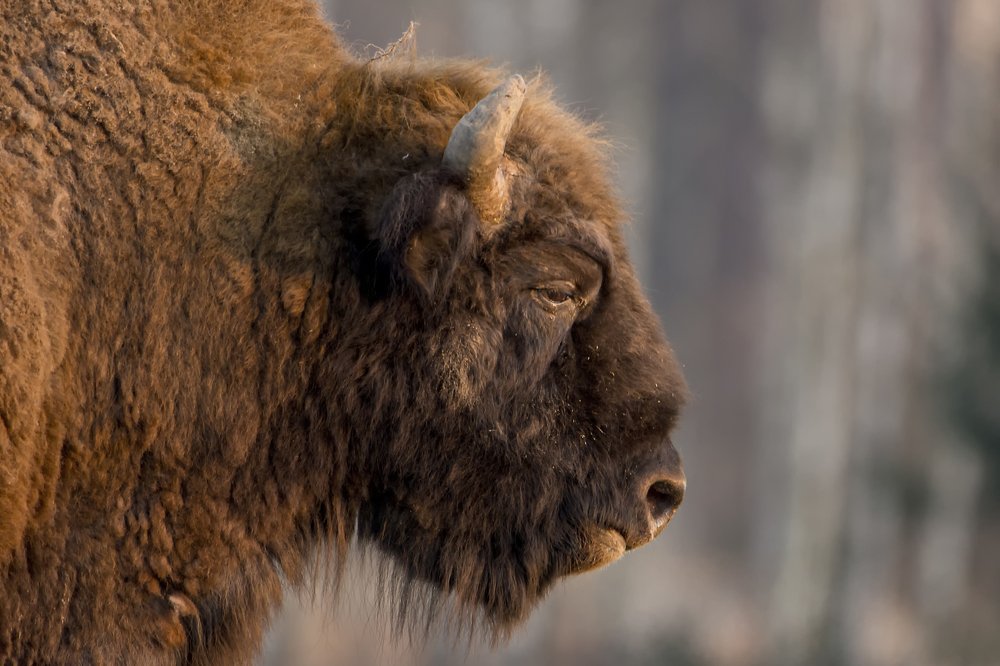 THE KING OF THE BIAŁOWIEŻA FOREST