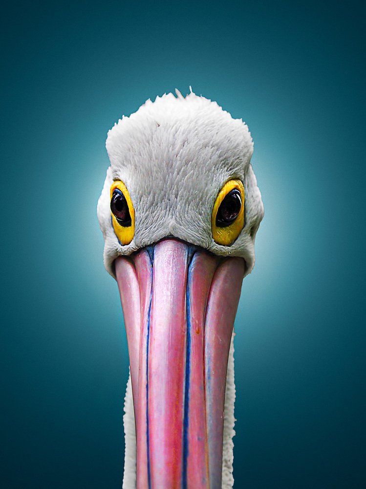 Pelican Head
