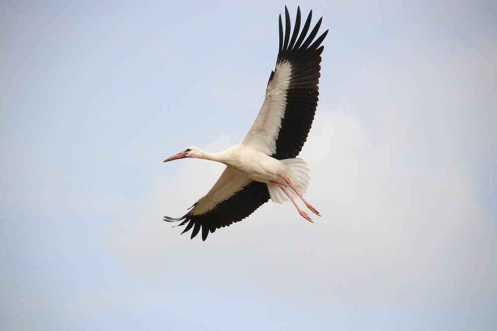 Photograph by Наталья Манусова