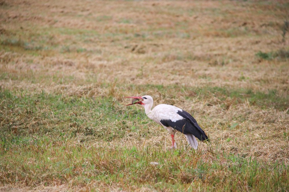 Photograph by Наталья Манусова