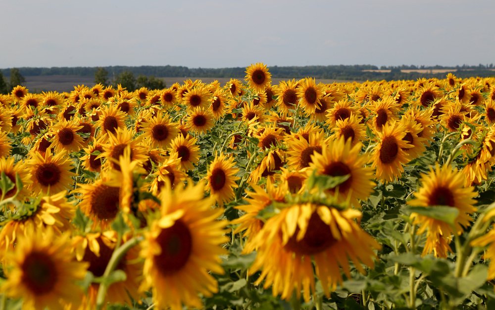 Photograph by Ольга