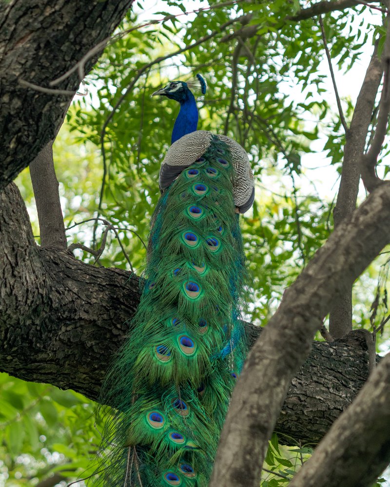 Photograph by Sumit Singh