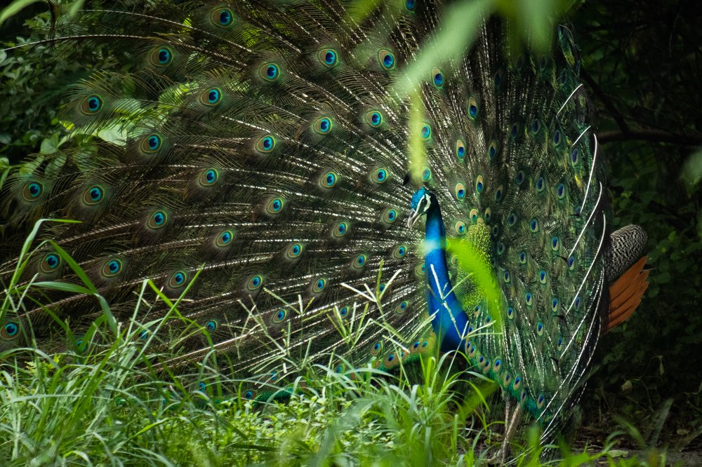 Photograph by Sumit Singh