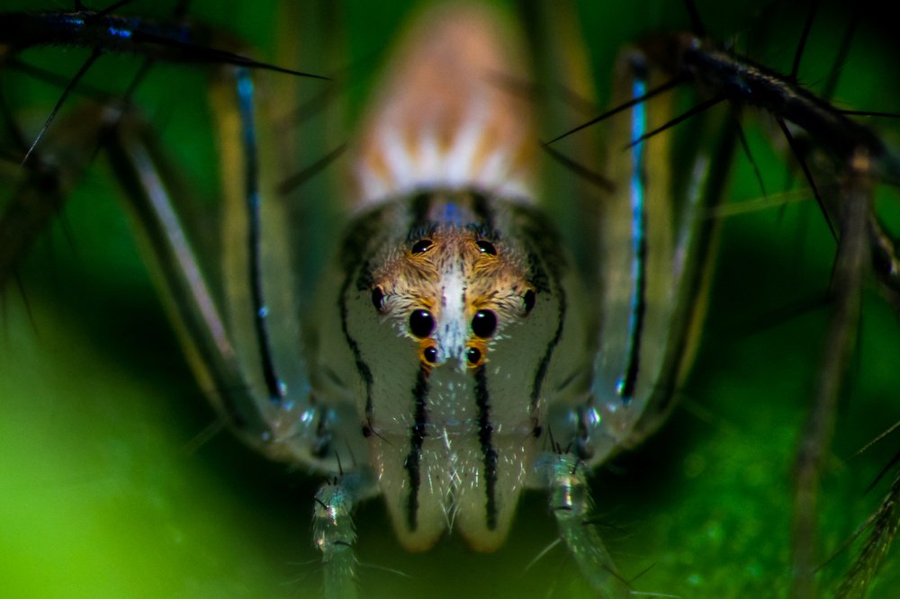 Photograph by Zinda Shaik Mohideen M