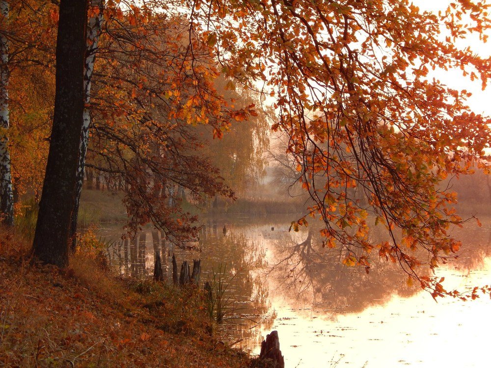 золотые листья