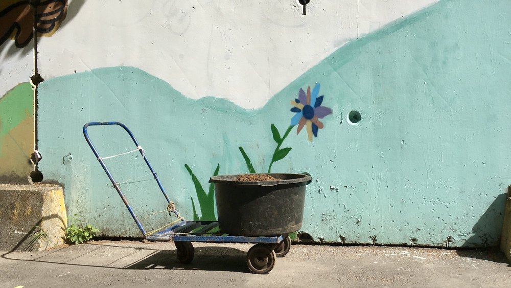 Уличное многолетнее растение