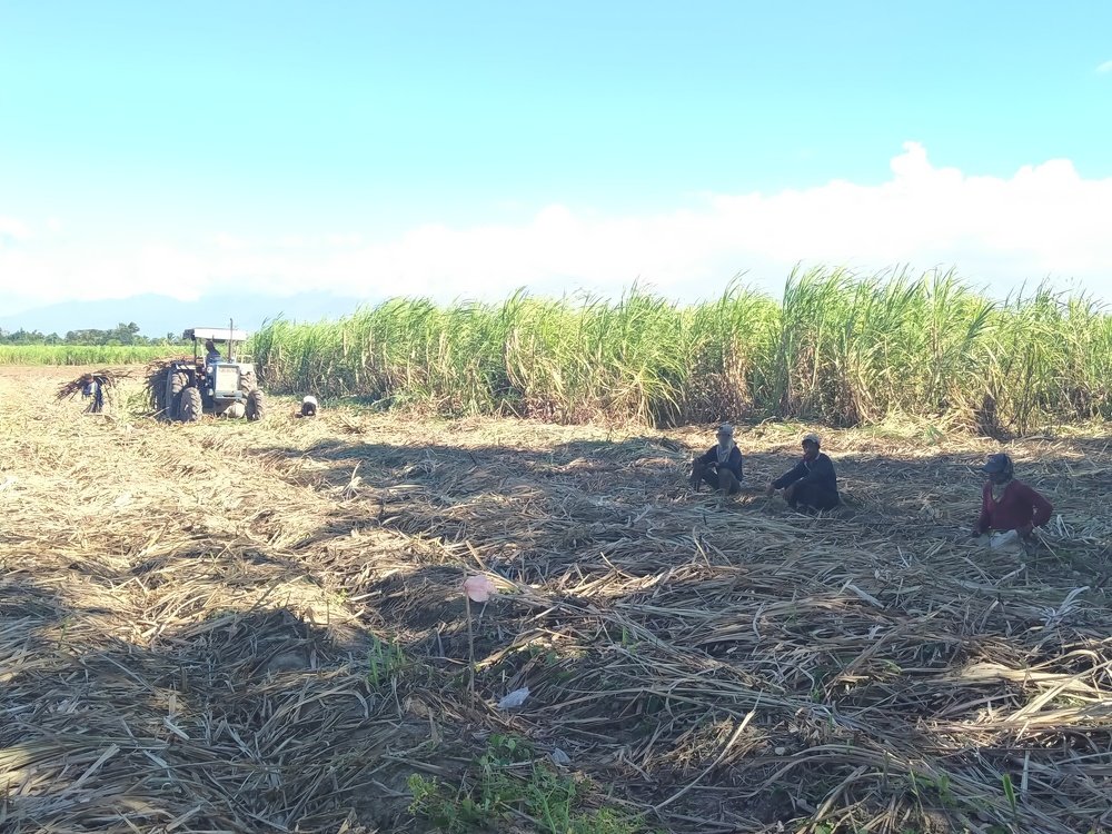 Sugarcane in Silay City, Negros Occidental