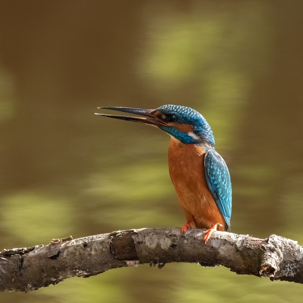 Photograph by Andres Almre