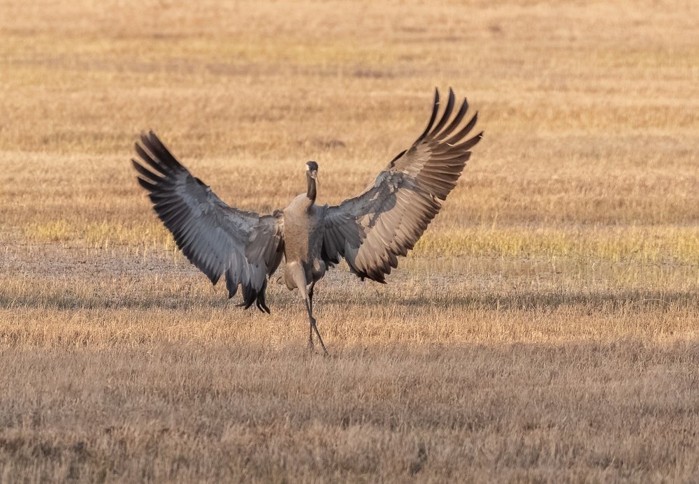 Photograph by Andres Almre