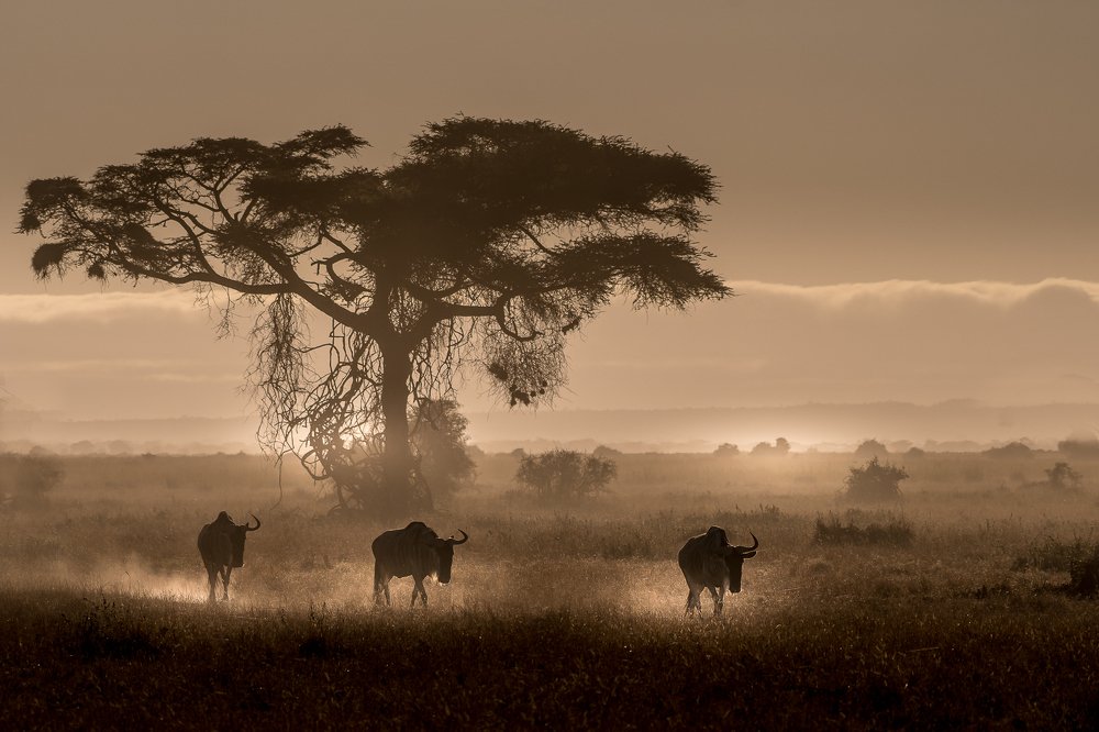 Photograph by Nilesh Shah