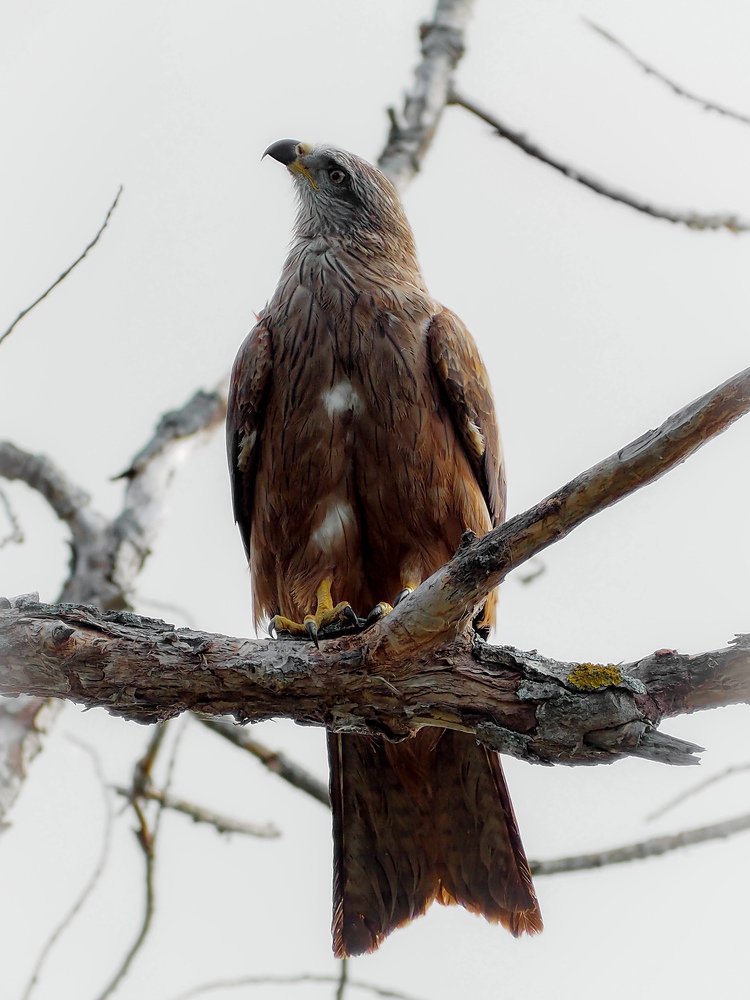 Photograph by Светлана Шибаршина