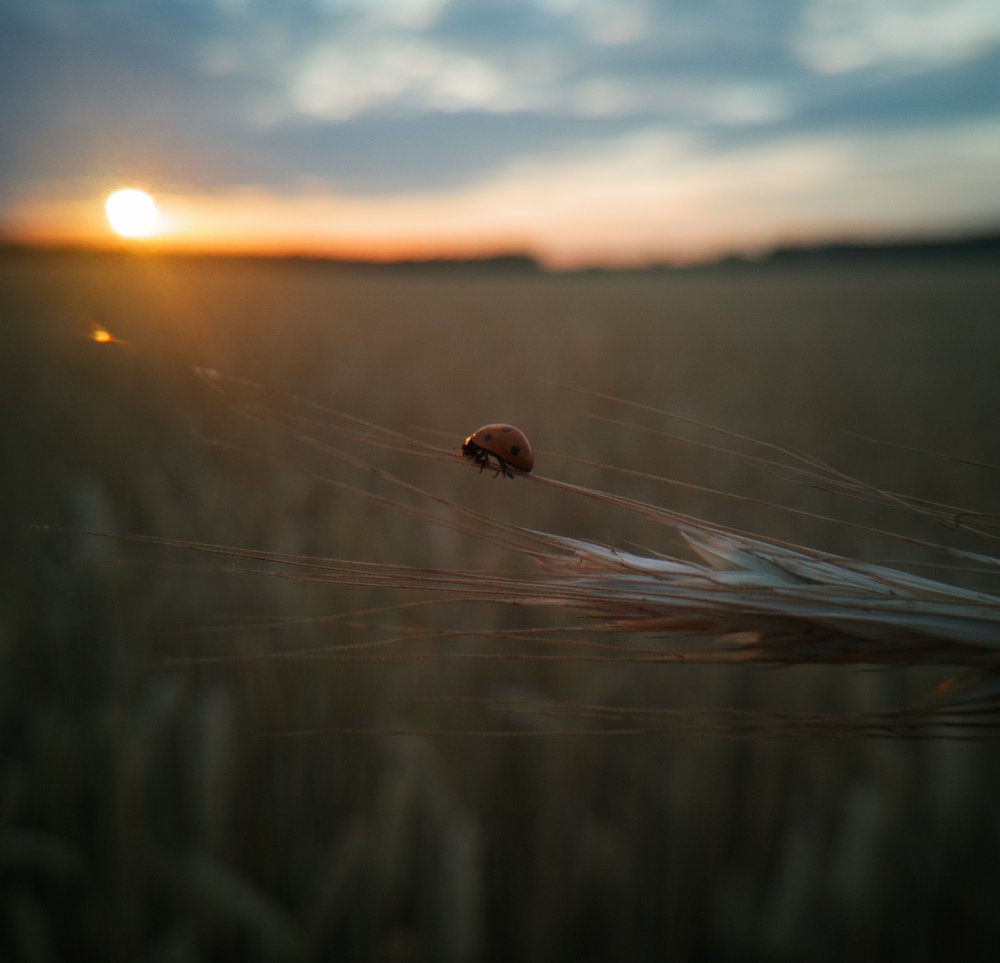 Фотография автора Геннадий Ломеко