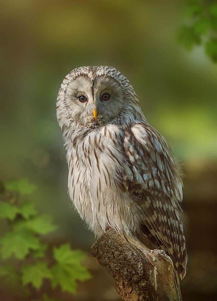 Photograph by Svetlana S.