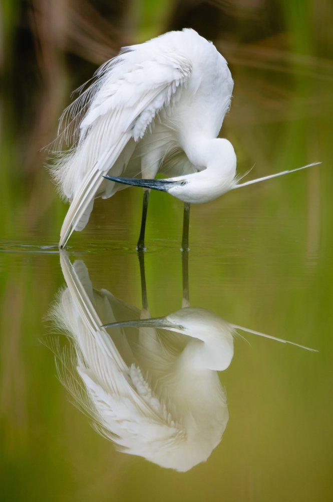 Egret reflection