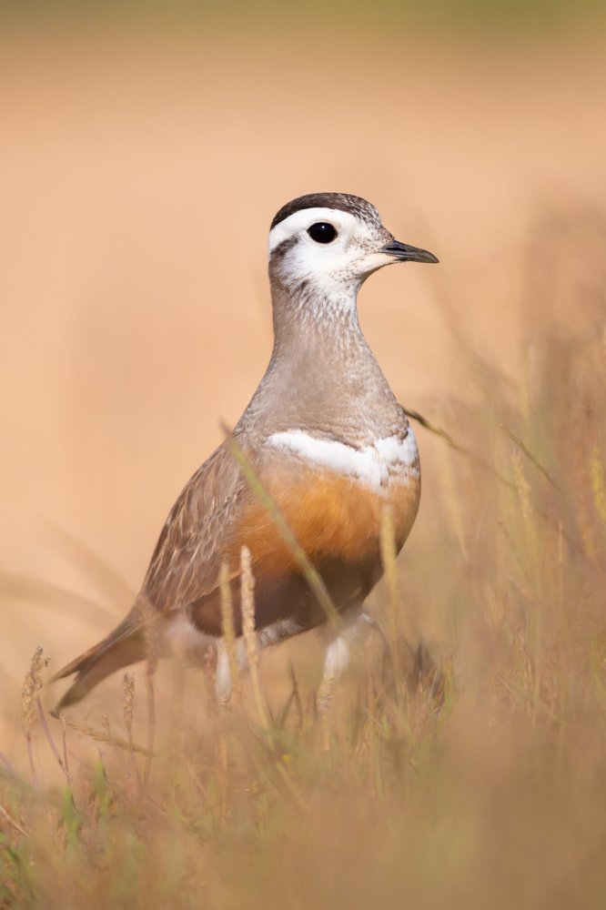 Photograph by Nuno Alexandre Candido