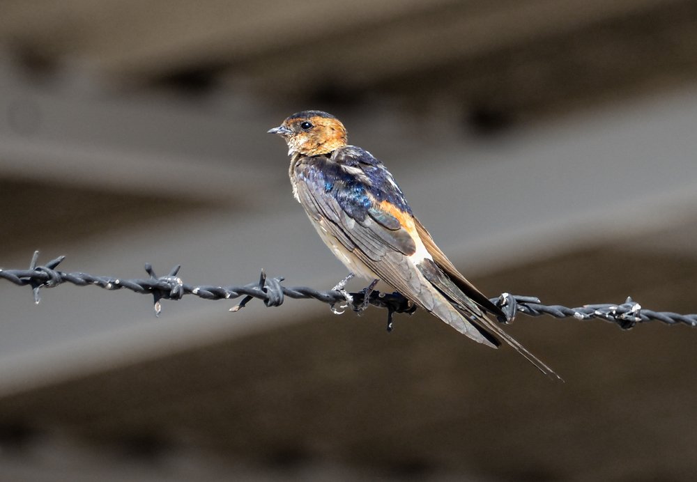 На проволоке