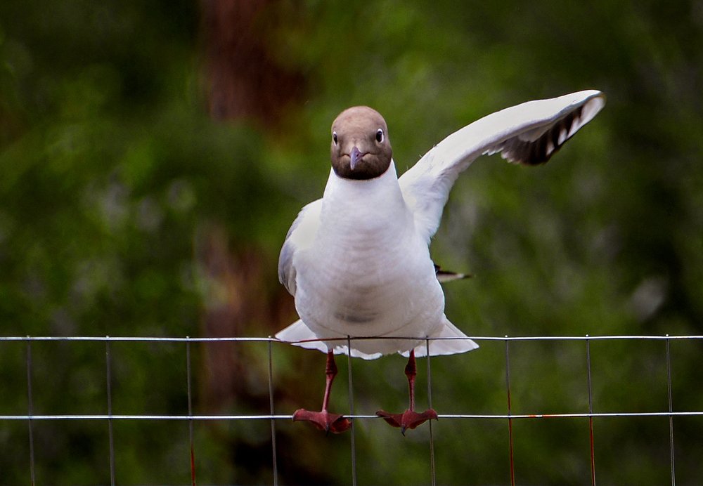 Регулировщик