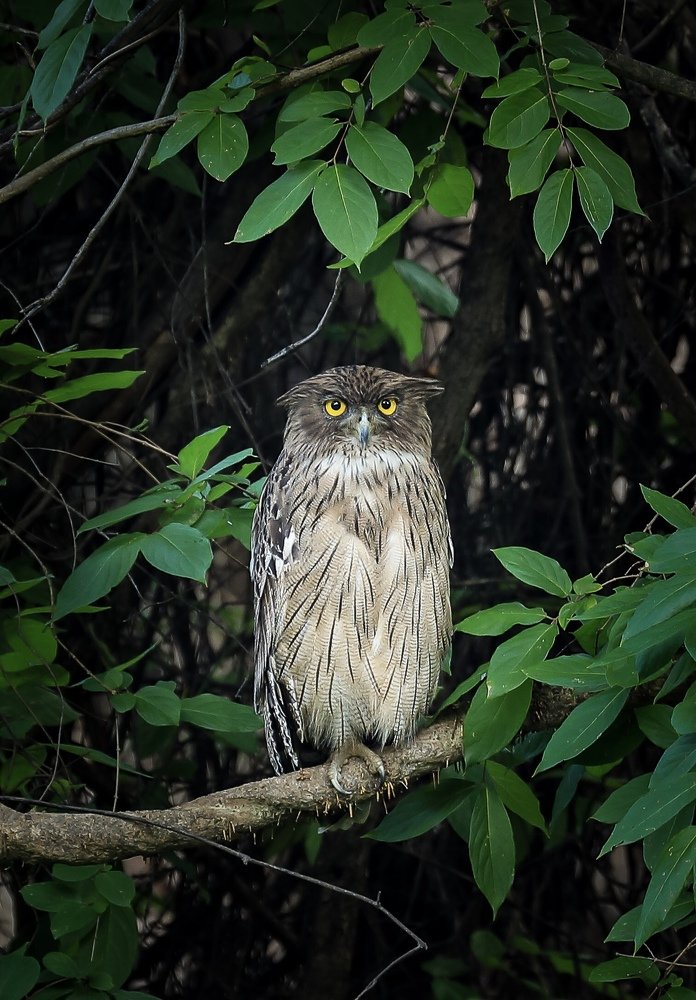 Photograph by USAIDUDDIN QUAZI