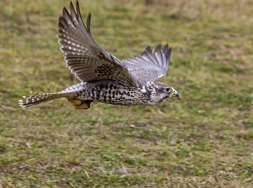 Сокол балобан.