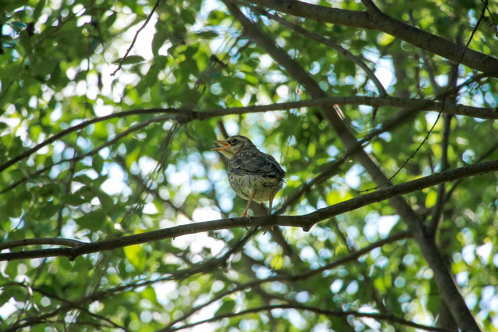 Photograph by Дарья Дрыночкина