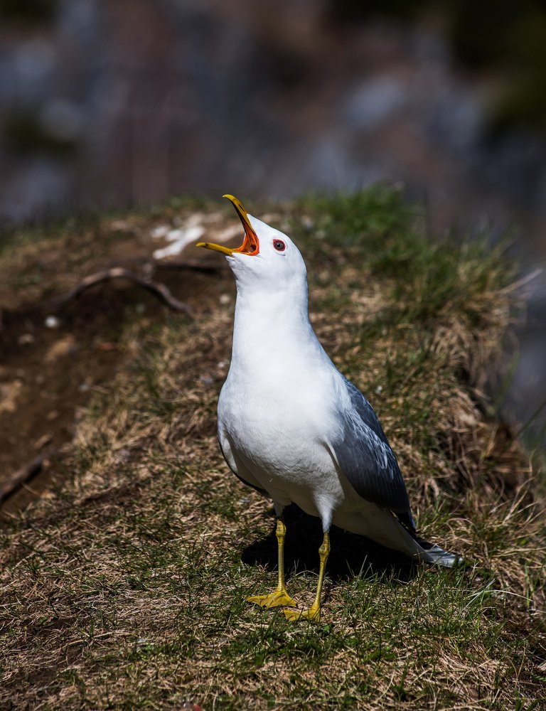 Сизая чайка.