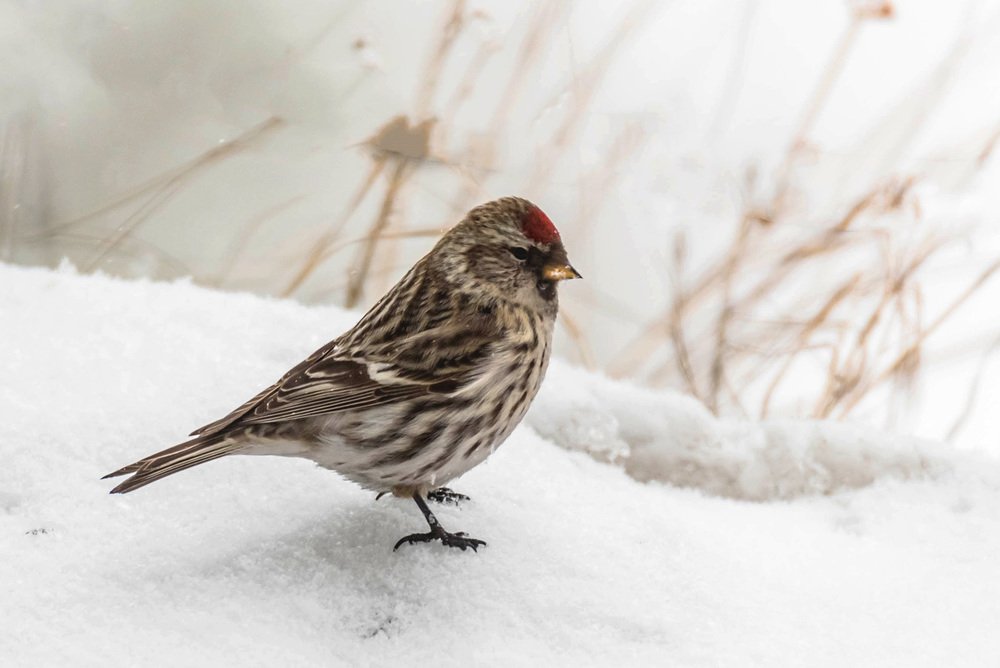 Photograph by Игорь Боголюбов