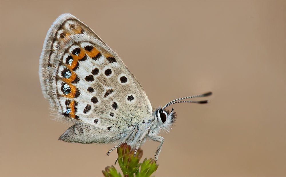 Голубяночка