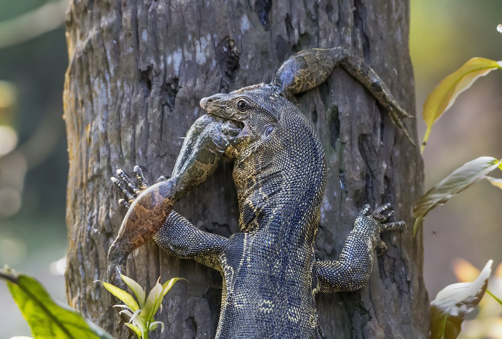 Monitor lizard with frog catch.