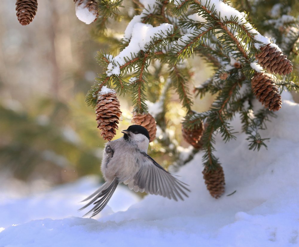 Гайкина шишка