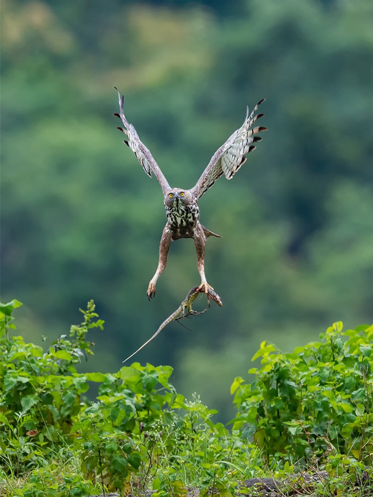 Changeable Hawk-eagle with Monitor Lizard Kill
