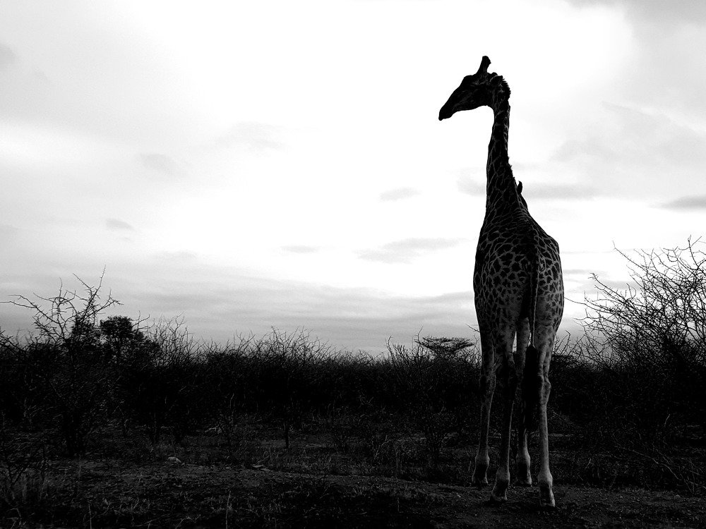 Photo #4893332