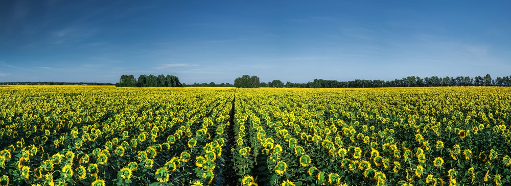 Подсолнуховое поле