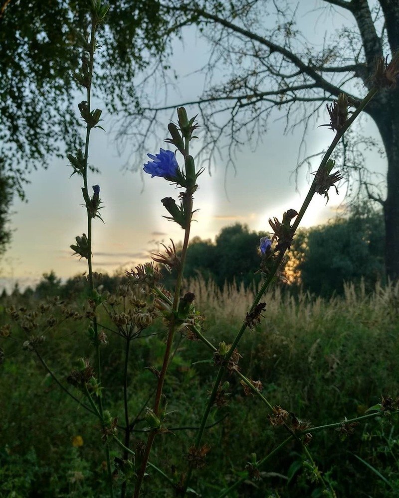 ПИКОВАЯ ДАМА