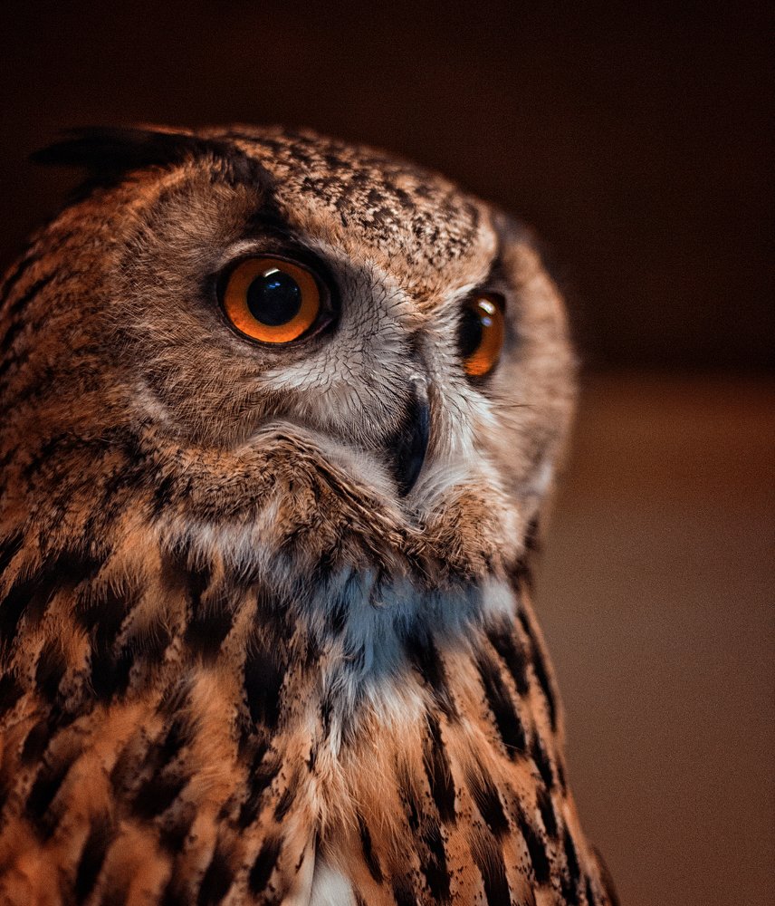 Eagle-Owl