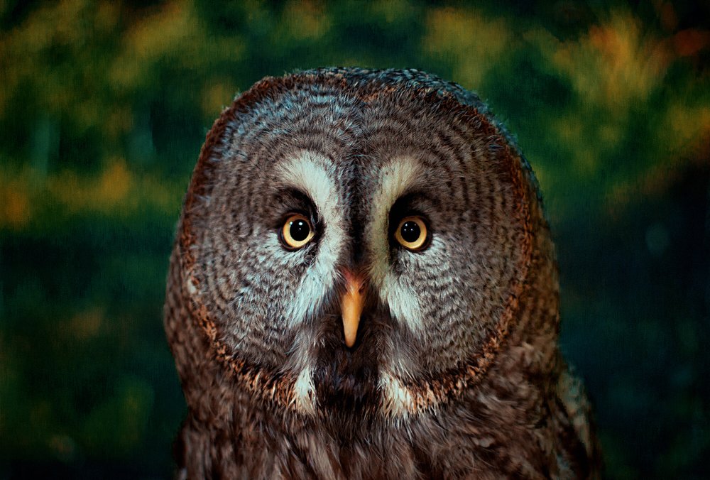 Grey Owl