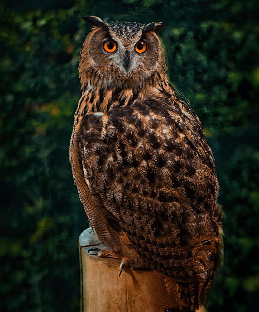 Eagle-Owl