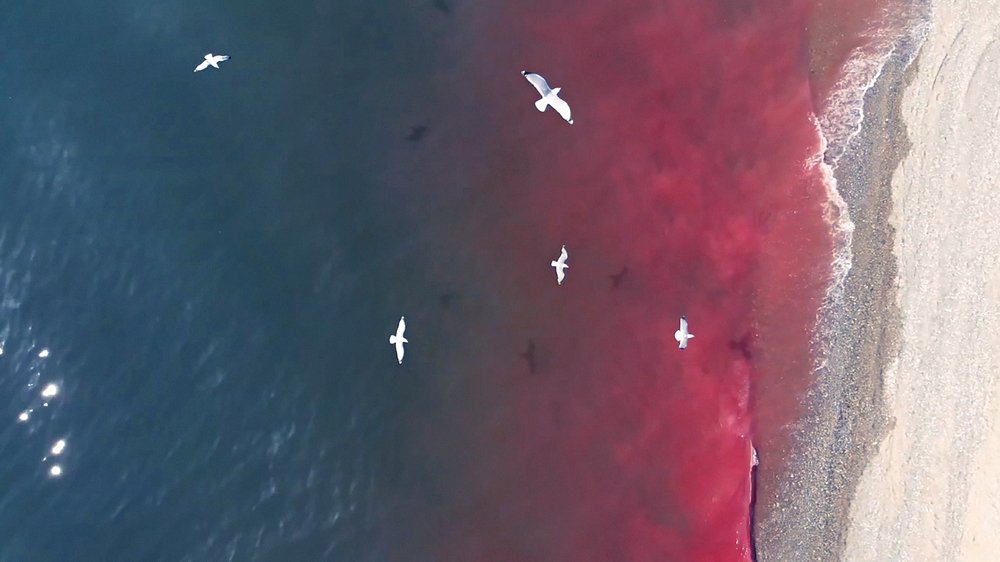 Whales blood