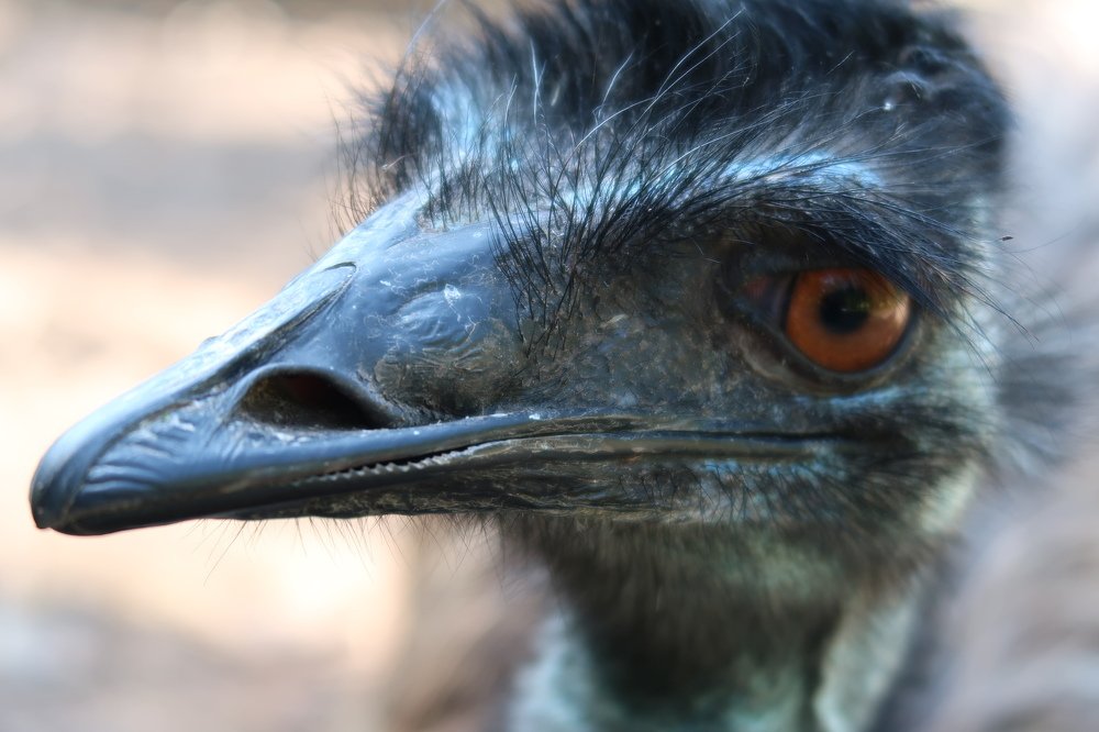 Photograph by Jose Luis Llamazares