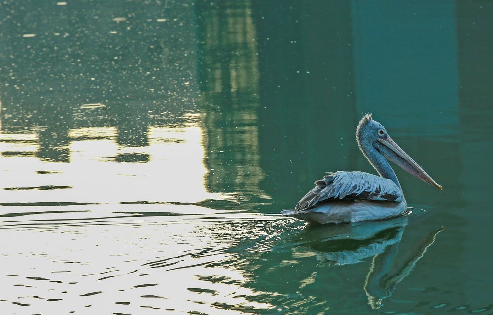 Фотография автора Vishwa Fonseka