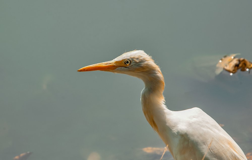 Фотография автора Vishwa Fonseka