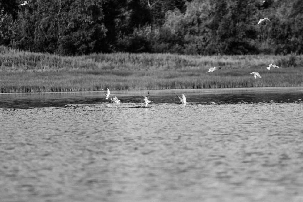 Photograph by Яновский Александр