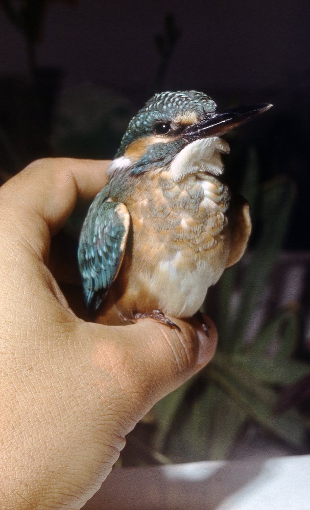 Photograph by петр чиков