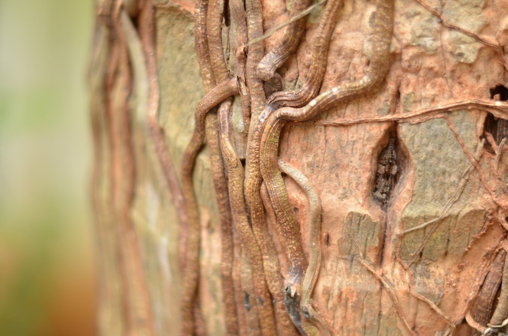 Photograph by Prabhu Viswanathan