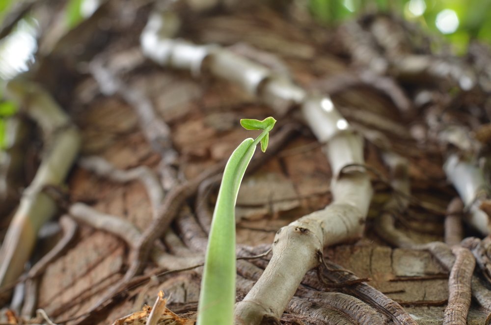 Photograph by Prabhu Viswanathan