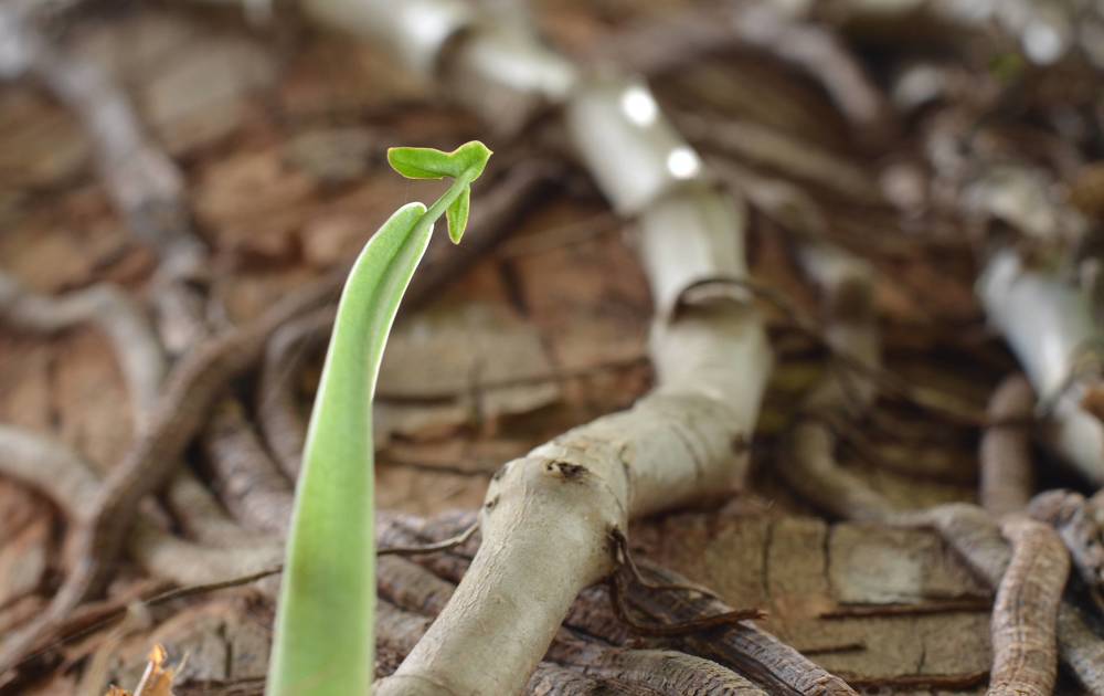 Photograph by Prabhu Viswanathan