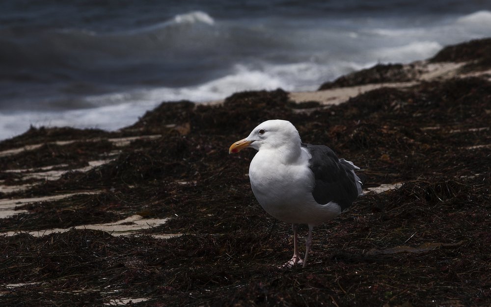 Photograph by Александр Волков