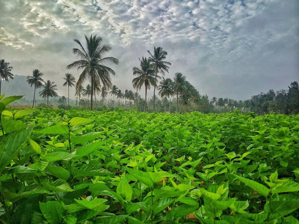 The Green Fields of Kaiwara