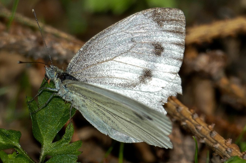 Photograph by Елена Плахотько