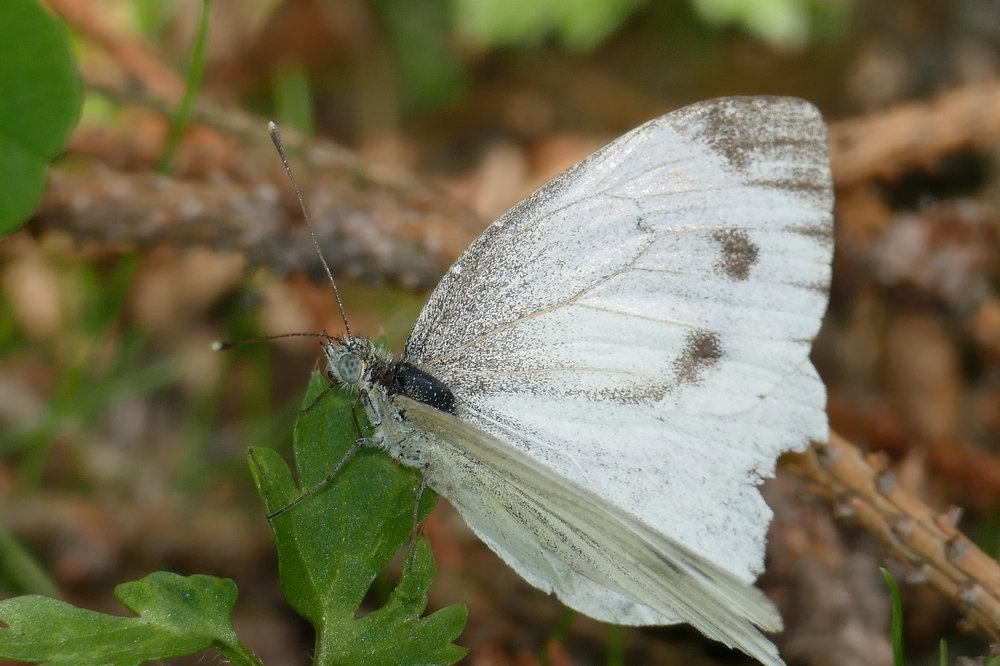 Photograph by Елена Плахотько