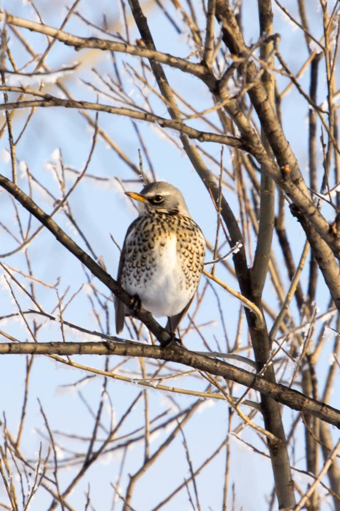 Дрозд-рябинник